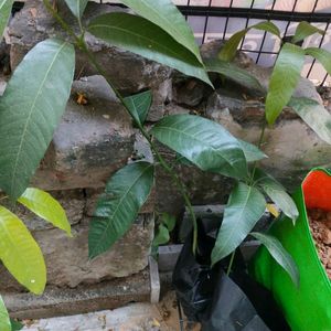 Live Mango Plant