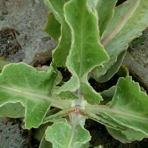 Kalanchoe gastonis bonnieri plant