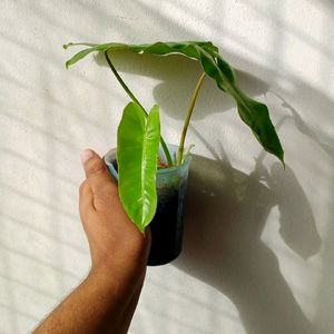 Philodendron Mature Plant