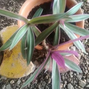 Rheo Oyster Pink Live Plant &Theo Purple Live Plant