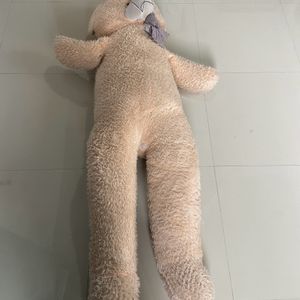 Giant Teddy