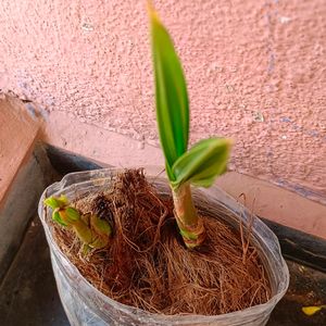 Coconut Plant 🌴🥥