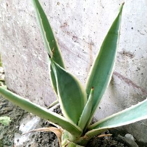 Agave Angustifolia