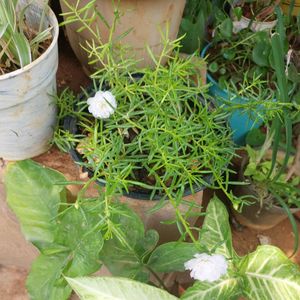 Combo Portulaca Plants Pink/White N Singonium