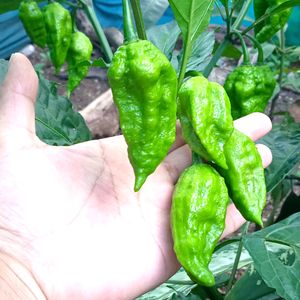 Freshly Grown Organic King Chillies (Ghost Chillies)