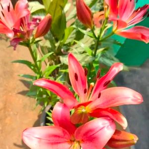 Imported Asiatic Lilly Mix Color 5 Blub