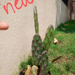 White Cactus Plant With Buds