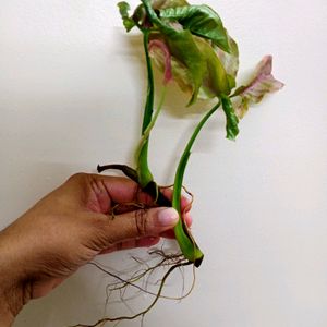 Pink Synchonium Well Rooted Baby Plants (4)