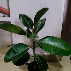 Hyderabad Only Self Pickup Available, Rubber Plant