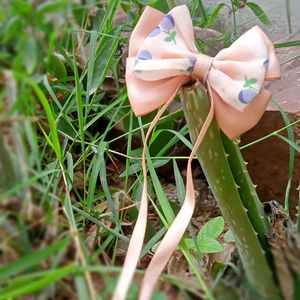 Beautiful Hair Clip