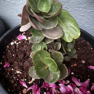 Red Kalanchoe Plant