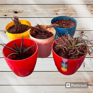 Plantation Plastic Pots