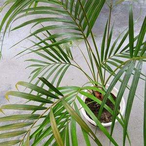 Areca Palm 500