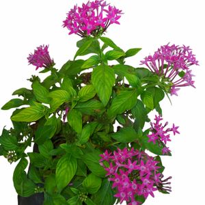 Real Pentas Plant