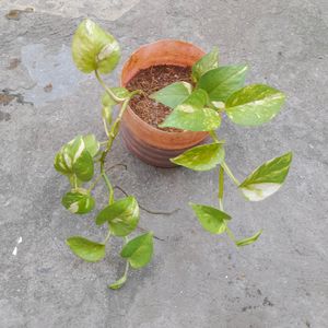 Live Money Plant With Pot