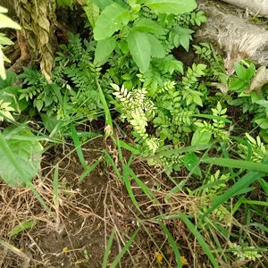 2 Curry Leaf Plants