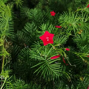 Red Cypress Vine Plant