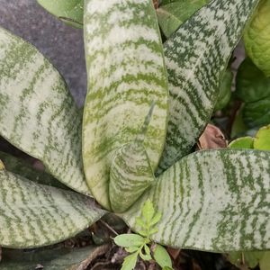 Air Purifier/Snake Plant