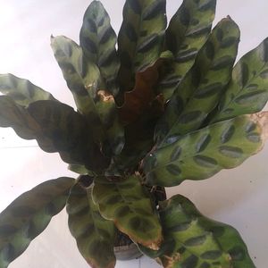 Calathia Longifolla /Peacock Leaf Live Plant