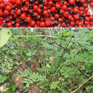 Rosary Pea Seeds 4 Pods For Propagation