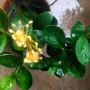 Beautiful Yellow Ixora ( Rangon ) Plant