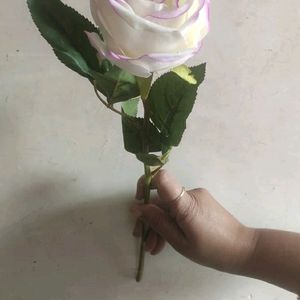 7 colour Velvet Rose