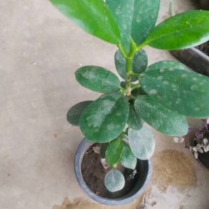 Ficus Plant Healthy With Root