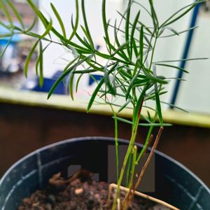 Rosemary Plant With Freebies Turtle Vine Free