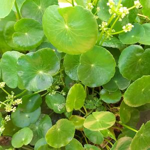 Combo Medicinal Plants Comb