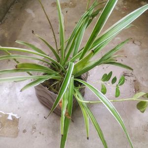 Combo Of 4 Variety Spider Plant With Root