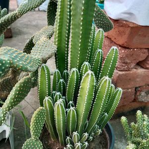 Fairy Castle Cactus Plant