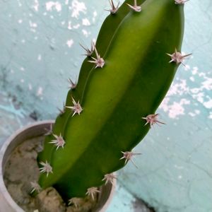 Fairy Castle Cactus