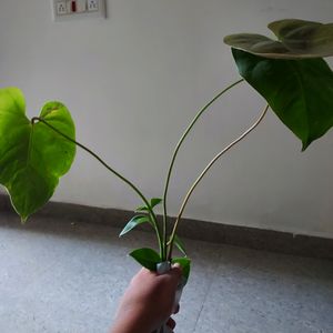 Anthurium Plant