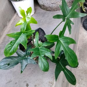 Indoor +Outdoor Plants Combo