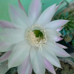 Echinopsis Purple White