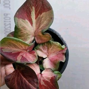 Combo Of Three Thai Caladium