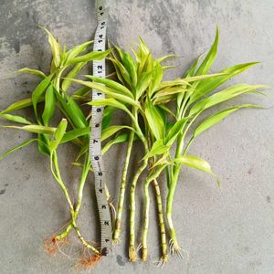 Lucky Bamboo 8 pieces