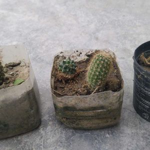 Cactus Plant Combo