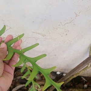 Zig Zag Cacti Cuttings For Sale !! 🌵