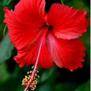 Hibiscus plant & 2 Plan Combo