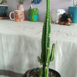 Combo Succulent & Cactus Rare Variety Live Plant