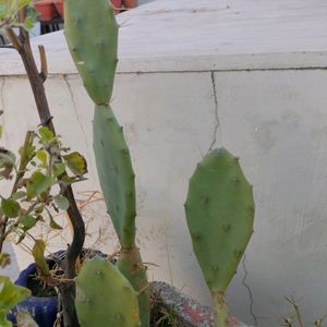 1 cactus cutting