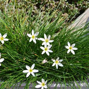 White rain lily bulbs