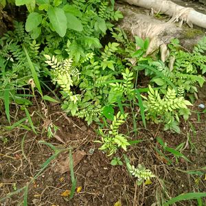 2 Curry Leaf Plants