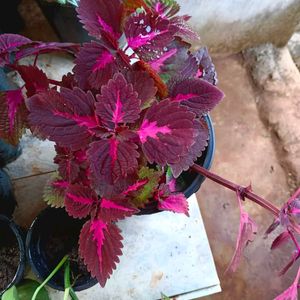 Coleus Plant