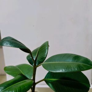 FICUS ELASTICA IN A PREMIUM TERRACOTTA POT