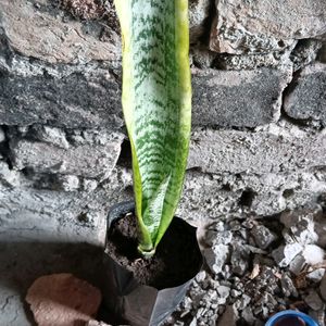 Snake Plant