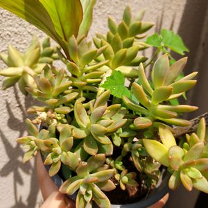 Succulent Sedum- Offer Price