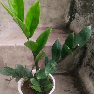 Big Size Healthy Zzzz Plant With Root