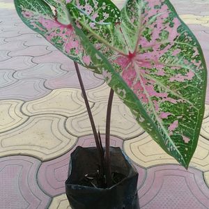 Caladium Pink Live Plant